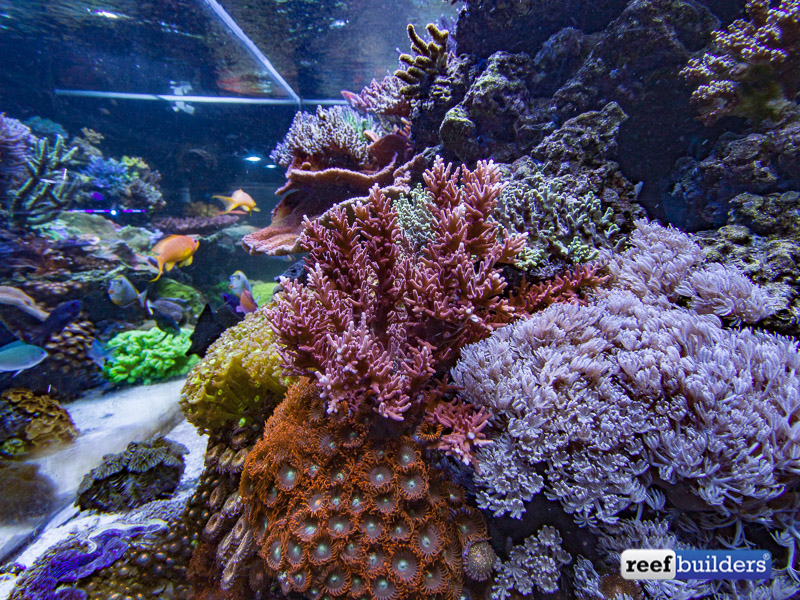 The coralpacked reef tank of Aquatic Art Inc. Reef Builders The