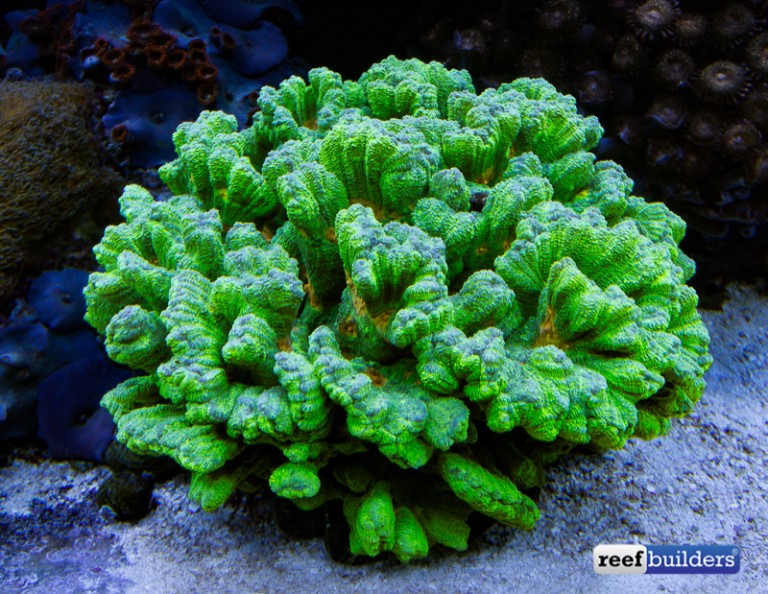 Easy corals The Space Invader Pectinia Reef Builders The Reef and