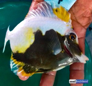 Crazy black & white Koi Scopas discovered in Java | Reef Builders | The ...