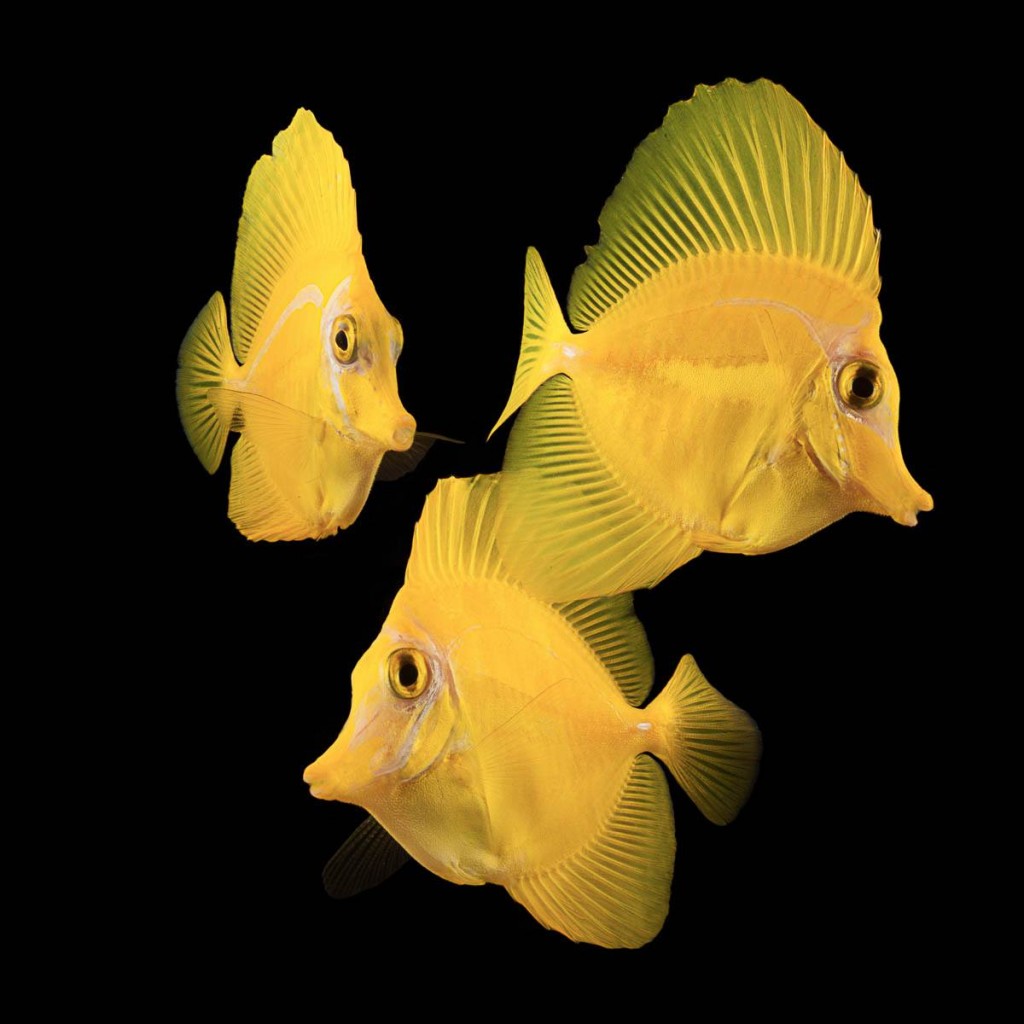 Hawaiian Yellow Tang - The Biota Group