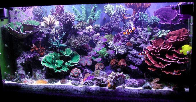 Why we love the reef aquarium hobby | Reef Builders | The Reef and ...