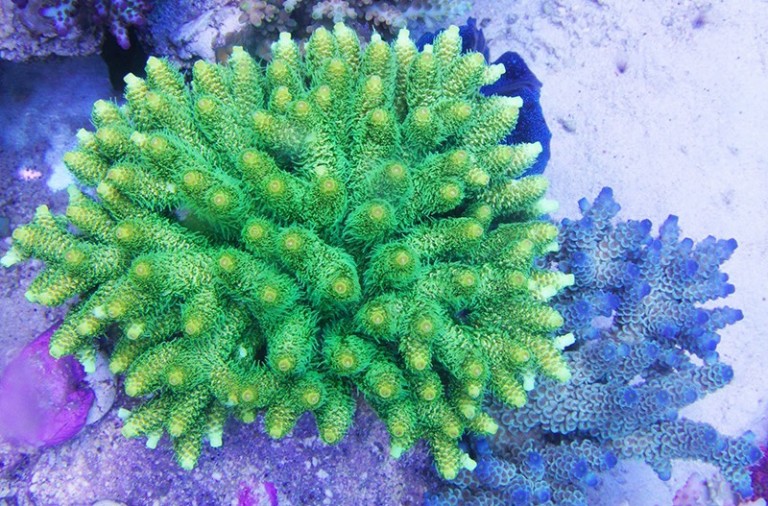 Acropora millepora: Everything You Ever Wanted To Know About This Coral ...