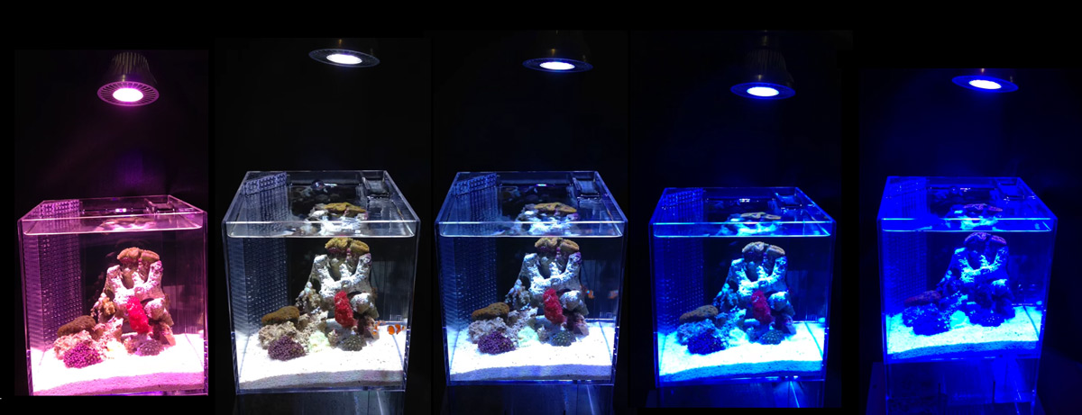 Hands On With Grassy Ledio S Rainbow Of Rx072 Par 38 Led Spotlight Reef Builders The Reef And Saltwater Aquarium Blog