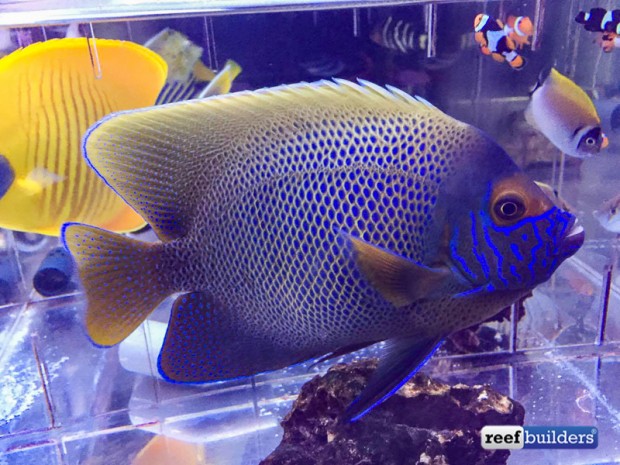 Hybrid blueface angelfish appears at Vessel 1997 in Japan | Reef ...