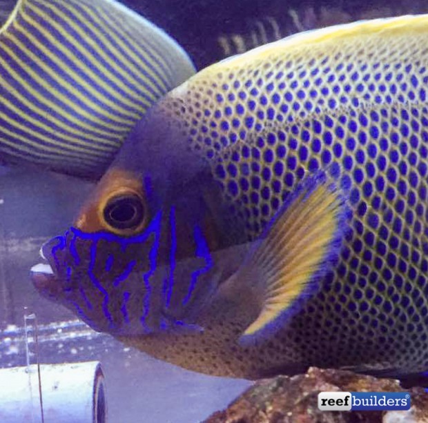 Hybrid blueface angelfish appears at Vessel 1997 in Japan | Reef ...