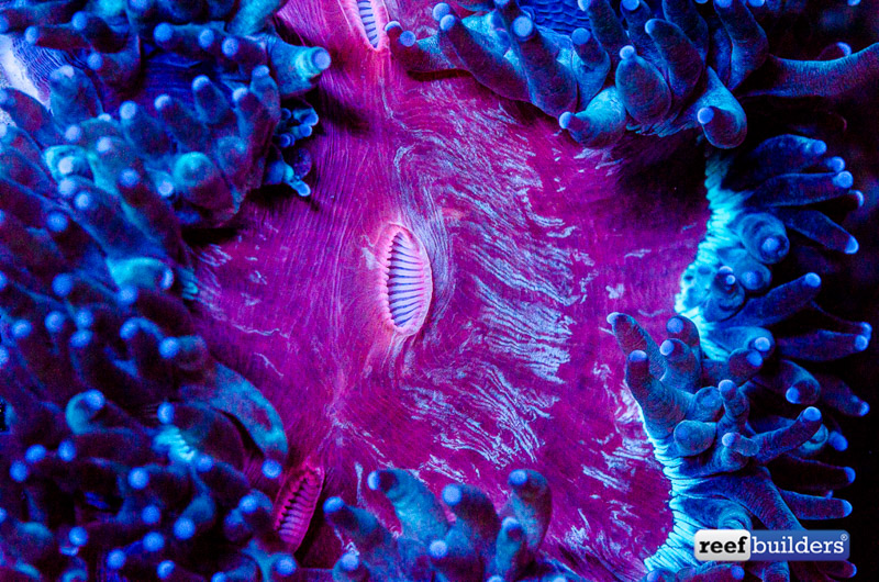 How is this elegance coral even real? | Reef Builders | The Reef