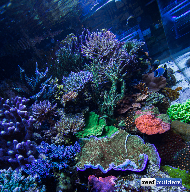 Dive into the masterpiece reef display of Aquatic Art Inc. | Reef ...