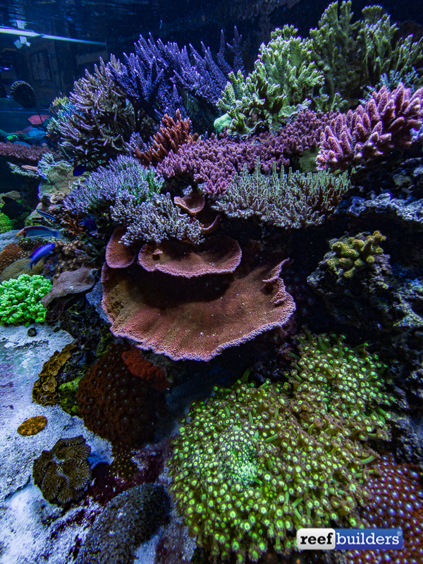 Dive into the masterpiece reef display of Aquatic Art Inc. Reef