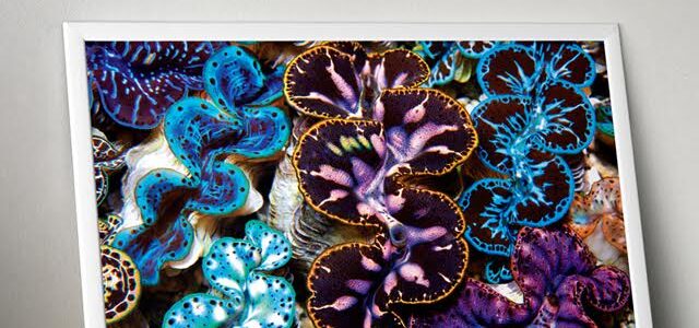 ORA Maxima clam poster