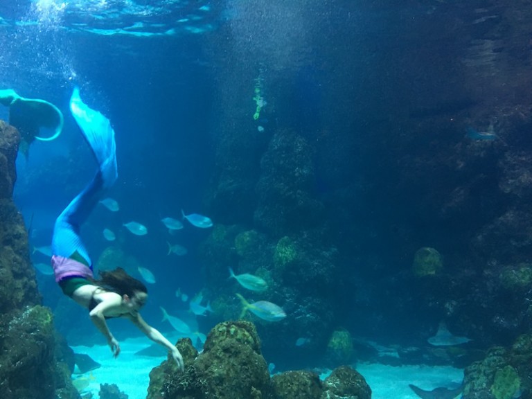 5 reasons to visit the Denver Aquarium Reef Builders The Reef and