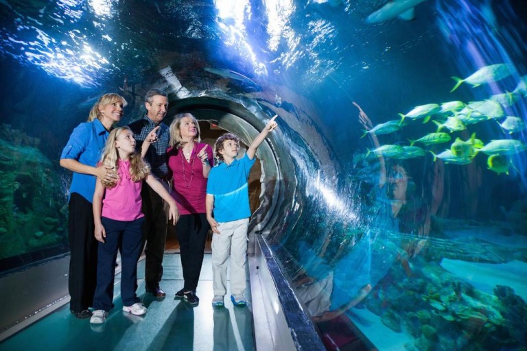 Association of Zoos and Aquariums launch the Coral Aquarist Program ...