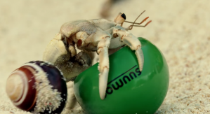 Brilliant Advertising Campaign Gives Hermit Crabs A New Home 