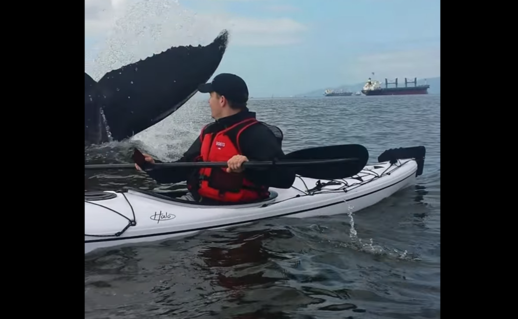 WATCH this Humpback whale surprise a kayaker in Canada Reef Builders The Reef and Saltwater