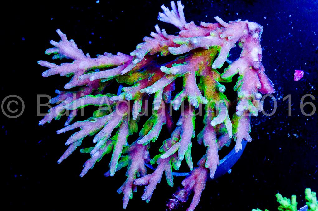 Insane purple Acropora suharsonoi with neon green ‘GFP infection ...