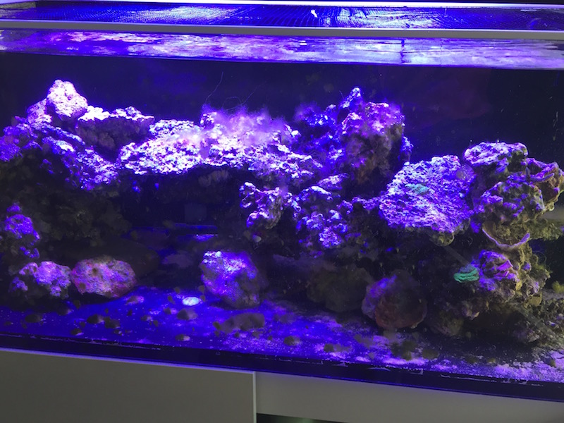 Dry rock hot sale in freshwater tank