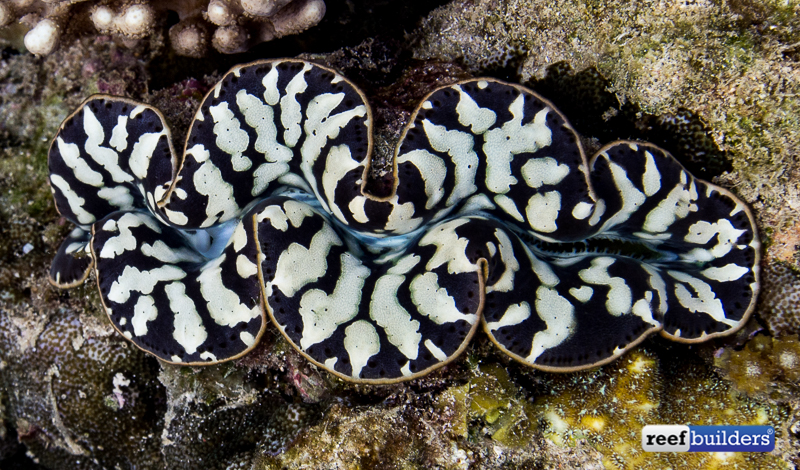 Black tiger maxima clam in the wild 