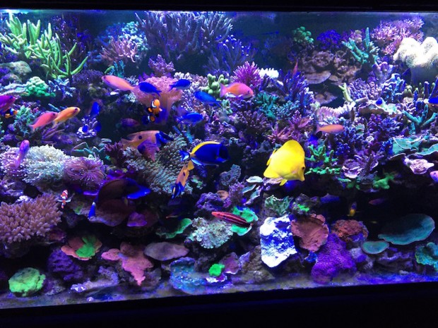 The importance of testing reef aquarium water | Reef Builders | The ...