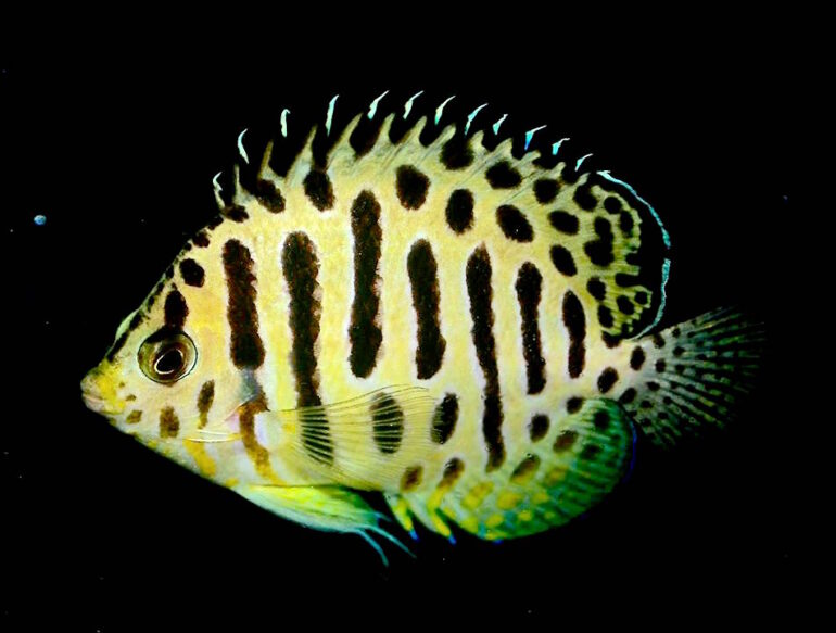 Spotted Multibar Angelfish