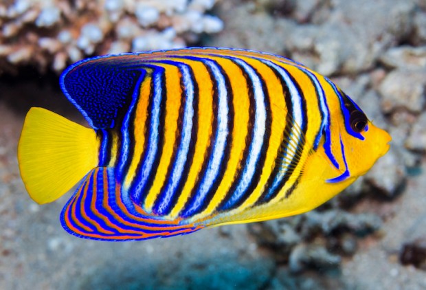 New rare subspecies designation for the beloved Regal Angelfish | Reef ...