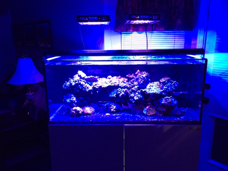What kind of Saltwater Tank do you want? | Reef Builders | The Reef and ...