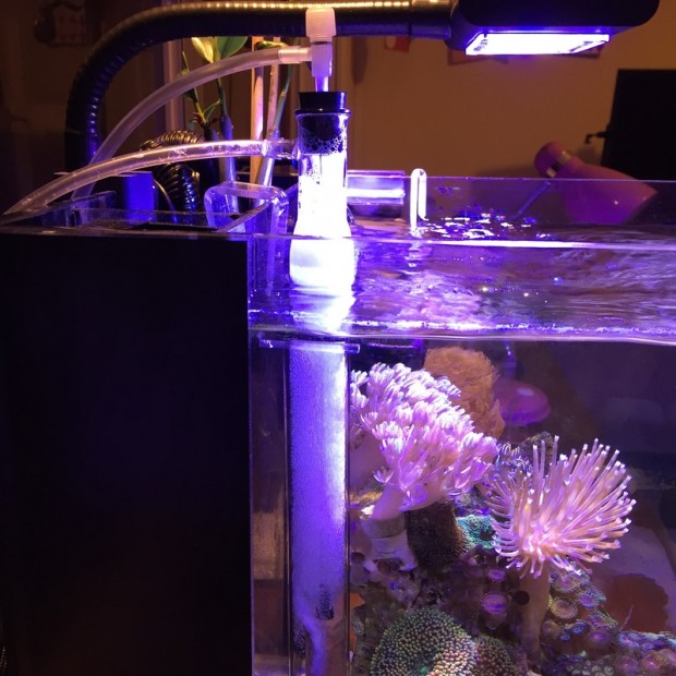 ReefGlass nano air driven protein skimmer Reef Builders The Reef