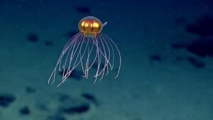 Newly discovered glowing jellyfish is eerily stunning | Reef Builders ...