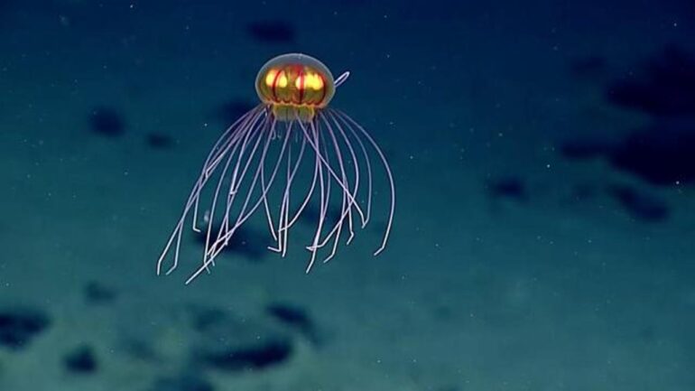 Newly discovered glowing jellyfish is eerily stunning | Reef Builders ...