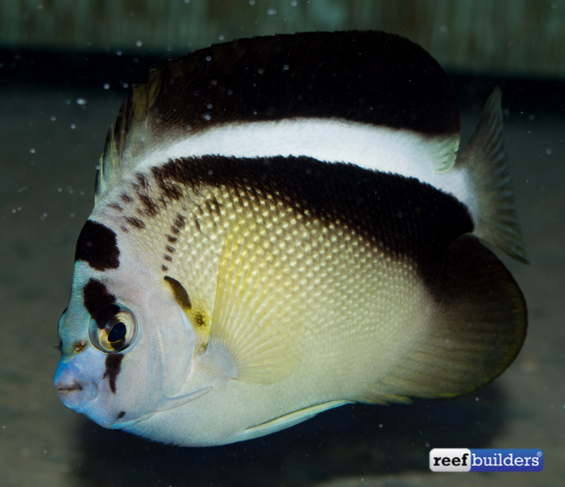 Apolemichthys griffisi, face to face with the striking Griffis ...