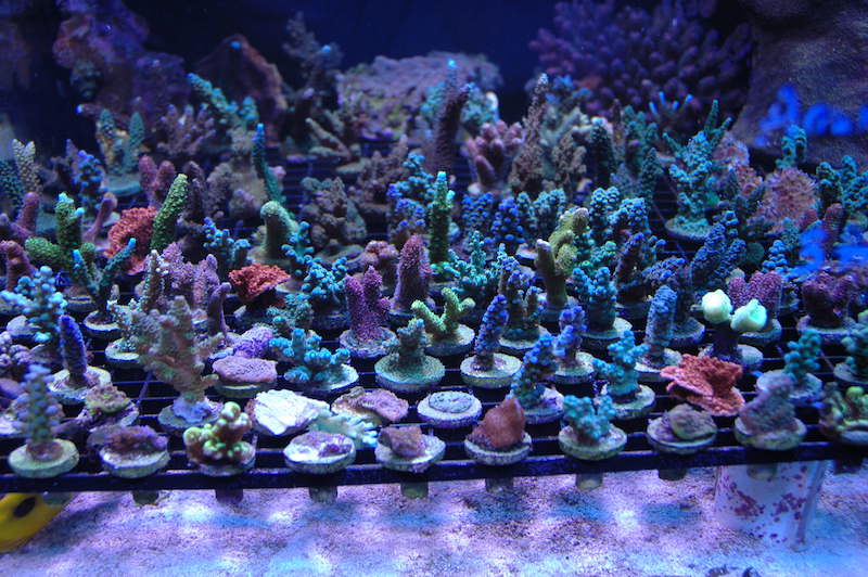 How to Frag SPS Corals Reef Builders The Reef and Saltwater