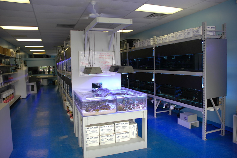 online saltwater fish store