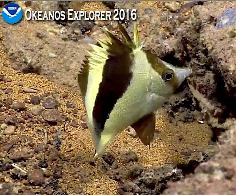 Guyote butterflyfish and many other sightings by Okeanos deep sea ROV ...