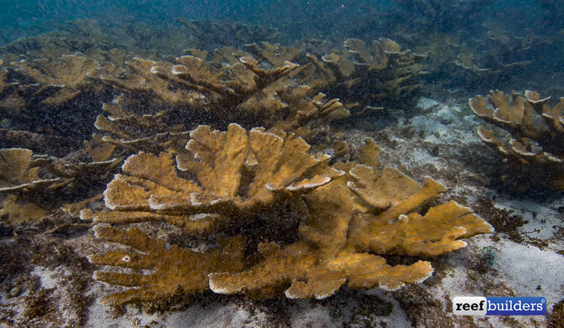 Acropora corals are thriving in Belize yet vanishing from nearby