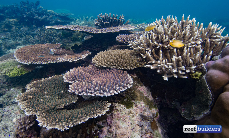 alive coral reef