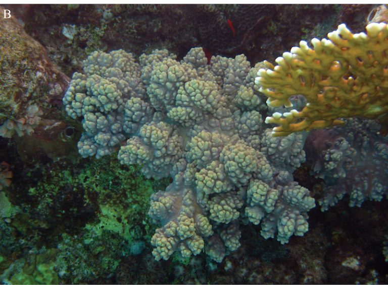 Sinularia levi, a new species of soft coral from the Red Sea | Reef ...