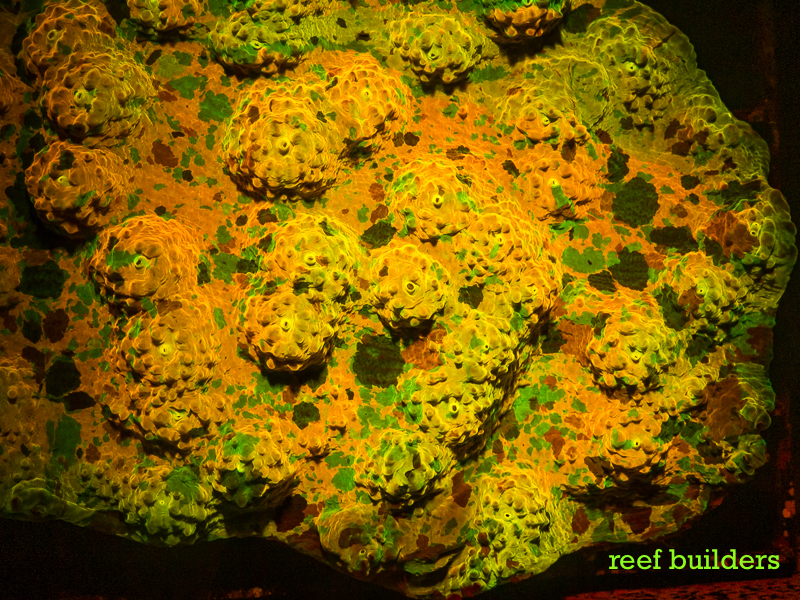 Fluorescent Friday: World Wide Corals edition | Reef Builders | The ...