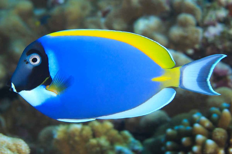 Powder Blue Tang: Saltwater Aquarium Fish