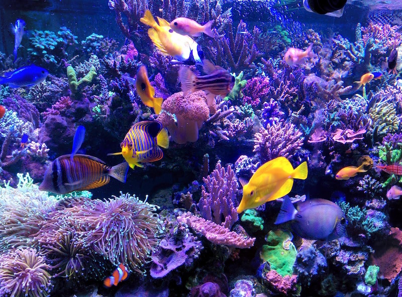 The Coral Name Game | Reef Builders | The Reef and Saltwater Aquarium Blog