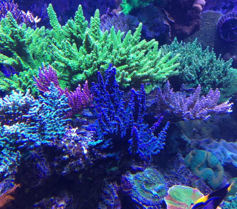 The Basics of Minor Trace Elements in Reef Aquariums Reef Builders