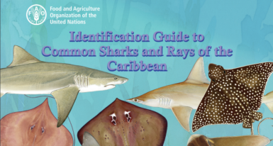 Free Book: Identification guide to common sharks and rays of the ...