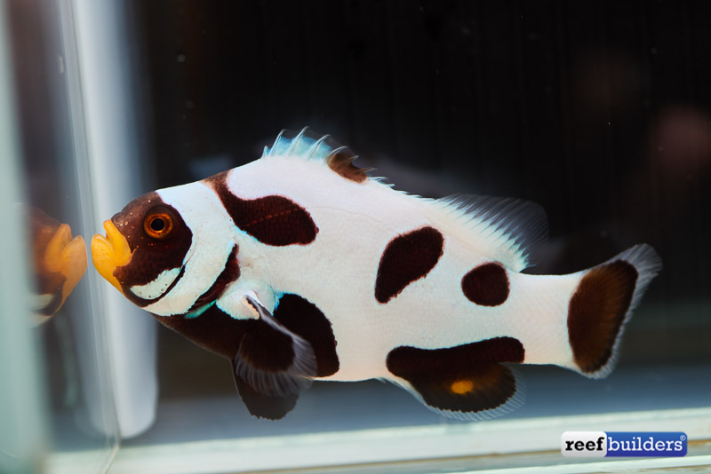 New Mozart And Beethoven Clownfish From Aquadancing Reef Builders The Reef And Saltwater Aquarium Blog
