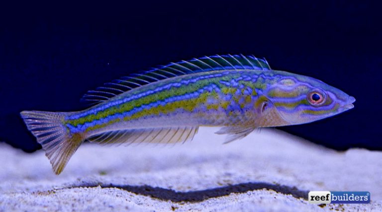 Pseudojuloides labyrinthus, a sexy new pencil wrasse from Kenya | Reef ...