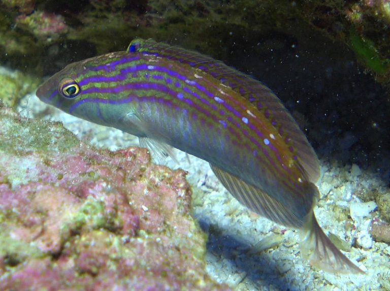 New Wrasse and Anthias Collected in Papahanaumokuakea, Hawaii | Reef ...