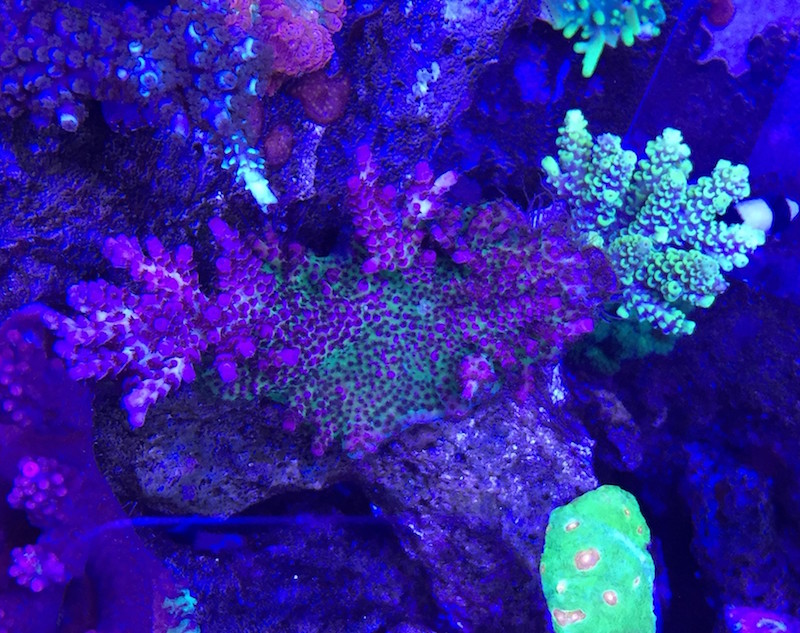 The Coral Name Game | Reef Builders | The Reef and Saltwater Aquarium Blog