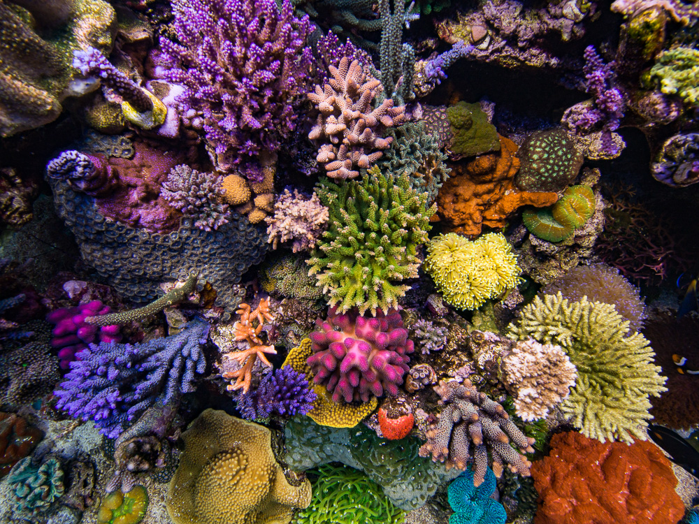 Some Simple Ways to Help your Corals Thrive | Reef Builders | The Reef ...