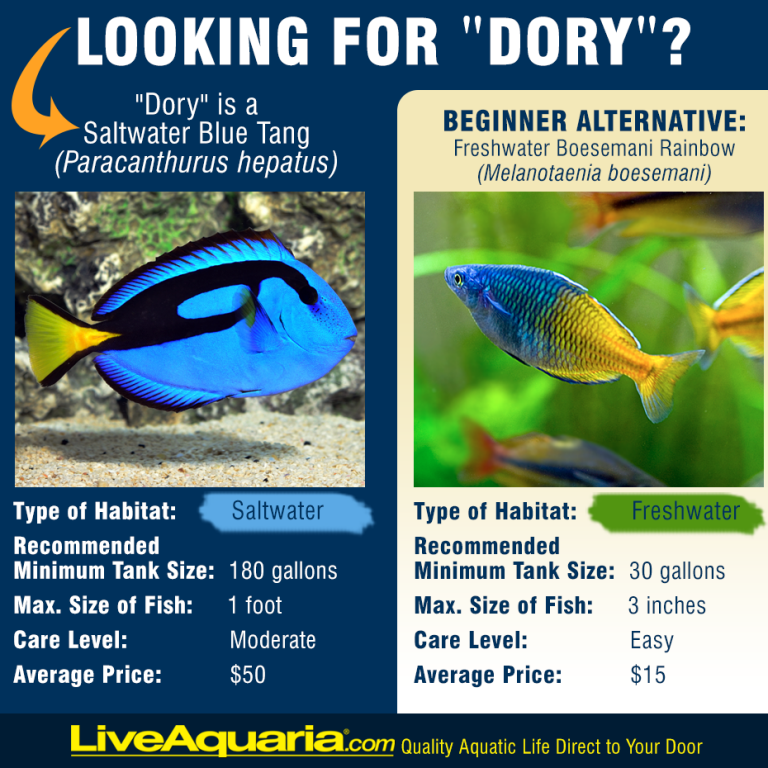 The ‘Finding Dory Effect’ is already in full swing | Reef Builders ...