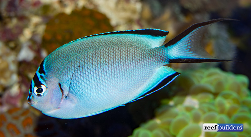 The Incredible Display of Rare Reef Fish by De Jong Marinelife | Reef ...