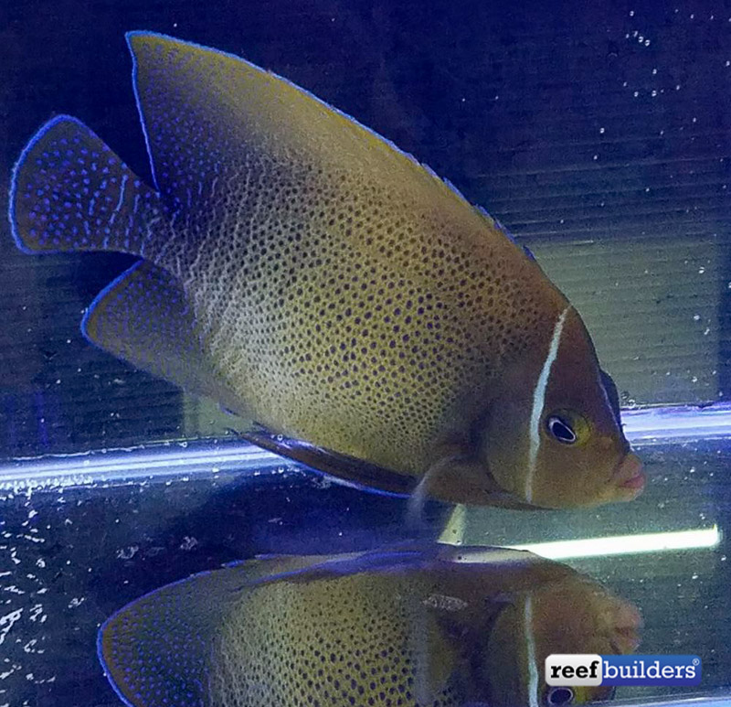 Hybrid sixbar and koran angelfish surfaces in Hong Kong | Reef Builders ...