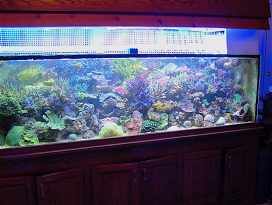 Dads and Tanks | Reef Builders | The Reef and Saltwater Aquarium Blog