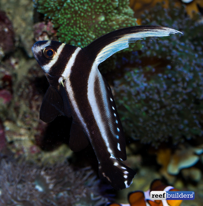 Who dares to keep a spotted drum in a reef tank? Reef Builders The Reef and Saltwater