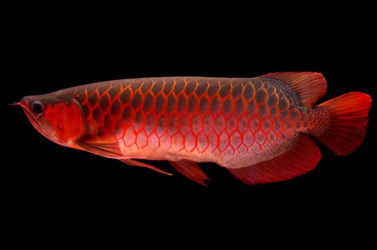 Chasing the most expensive aquarium fish, the Asian Arowana | Reef Builders The Reef and Saltwater Aquarium Blog